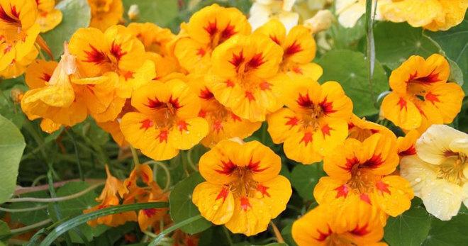 10 съедобных цветов, которые вы можете вырастить на даче