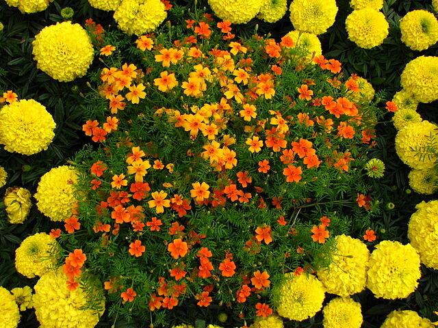10 съедобных цветов, которые вы можете вырастить на даче