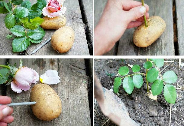 10 способов применения картофеля, о которых вы не знали