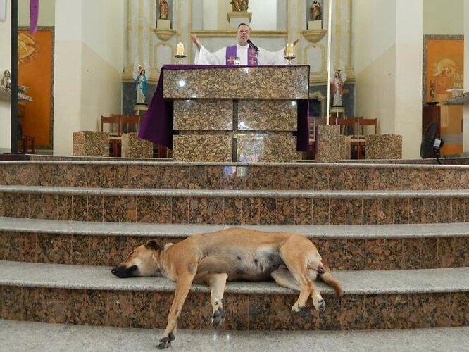 Божьи твари: бразильский священник превратил церковь в собачий приют