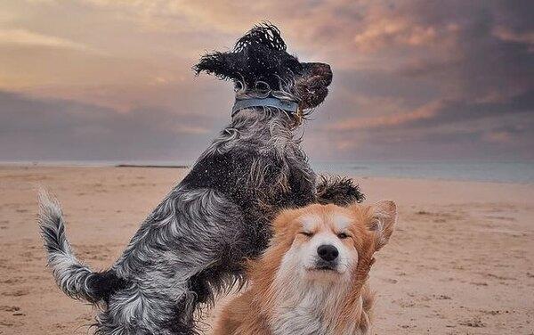 Чистая радость: пес сходит с ума каждый раз, когда видит песок