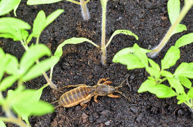 Это вредитель? 5 опасных жуков, которые больше всего вредят урожаю и 5 полезных