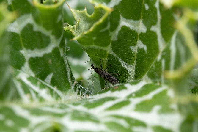 Это вредитель? 5 опасных жуков, которые больше всего вредят урожаю и 5 полезных