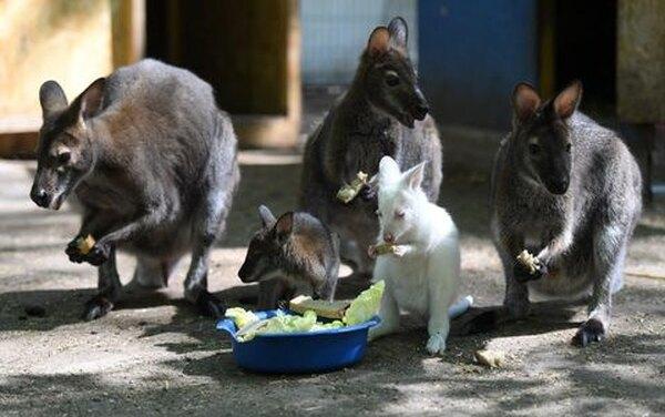 «Гигантский кролик»: у казанских кенгуру родился удивительный малыш