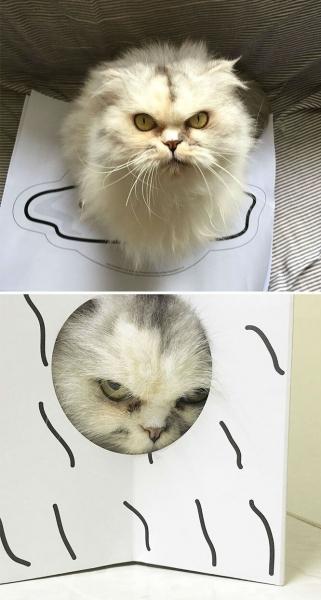 Господи, это очень смешно! Самые сердитые кошки в мире