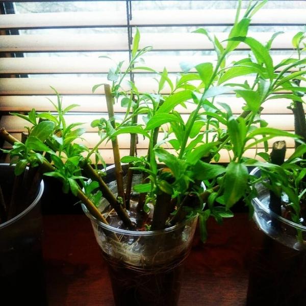 Как вырастить новый сад из черенков: 2 дедовских способа