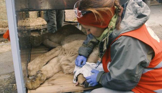 Король вернулся! Активисты выходили умирающего льва из болгарского зоопарка