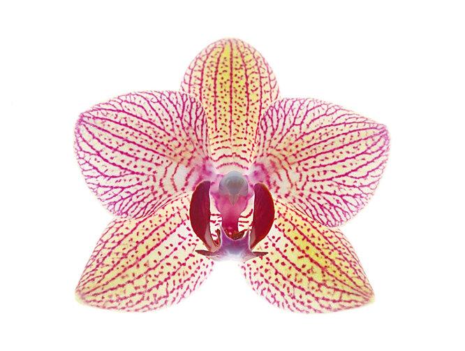 Орхидеи. Дыхание природы в вашем доме