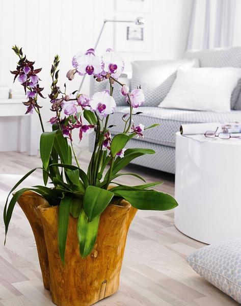 Орхидеи. Дыхание природы в вашем доме