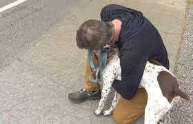 Отважная журналистка узнала на улице похищенного пса и спасла его