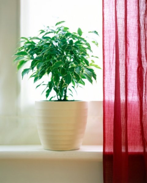 Озеленяемся: 9 комнатных растений, которые растут без солнца