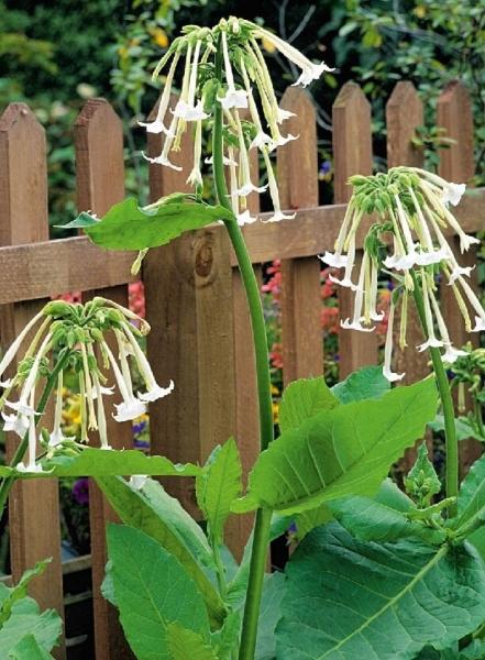 Пеларгония, табак и еще 8 эффектных растений, которые украсят сад