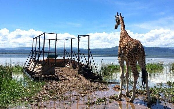 Помирились ради добра: две деревни сообща спасли тонущих краснокнижных жирафов