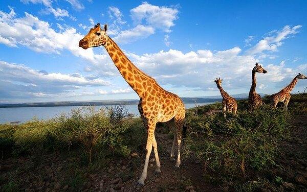 Помирились ради добра: две деревни сообща спасли тонущих краснокнижных жирафов