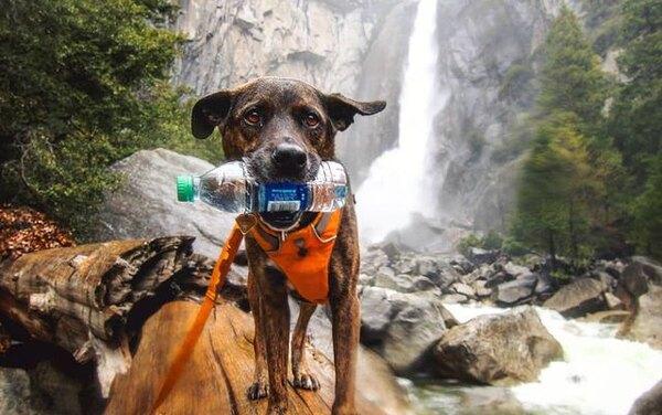 Приютский пес спасает планету, собирая пластик — и его этому никто не учил