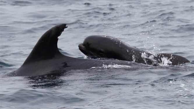 Размер не имеет значения: мама-дельфин усыновила кита