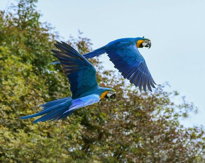 Роман или скука? Последний дикий попугай в Рио ежедневно навещает зоопарк