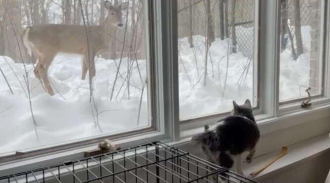 Встречаются каждый день: приютская кошка подружилась с оленем