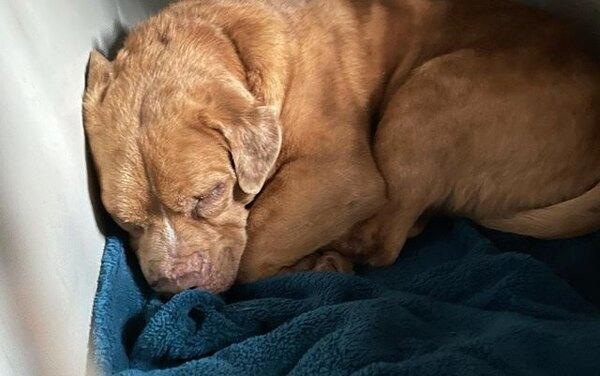 8 лет на цепи: собака не может поверить, что у неё есть мягкая постель