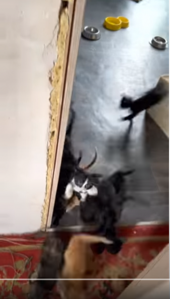 «Дождь из котят»: видео с оравой голодных малышей стало вирусным