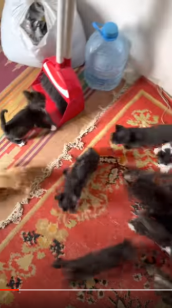«Дождь из котят»: видео с оравой голодных малышей стало вирусным