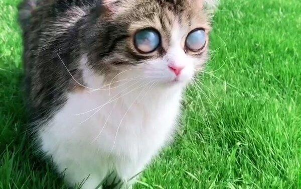 «Глаза — галактики»: слепой кот стал известен благодаря необычной внешности