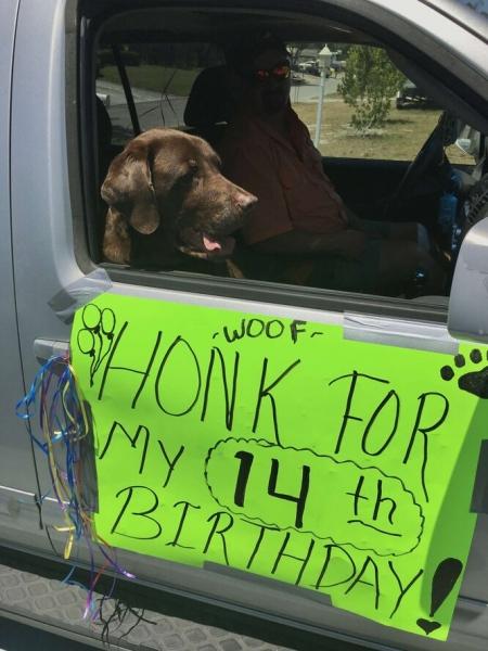 Хозяева нашли необычный способ отпраздновать день рождения пожилого пса
