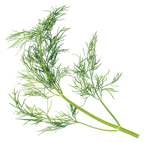 Мини-сад из трав: как получить витамины без дачного участка