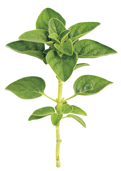 Мини-сад из трав: как получить витамины без дачного участка