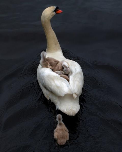 Отец года: лебедь, потерявший пару, взялся растить семерых птенцов в одиночку