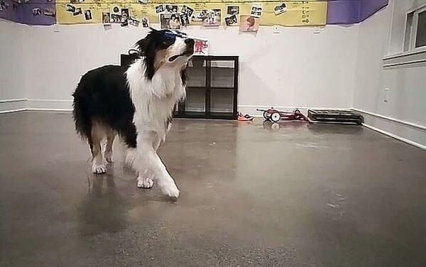 Собака-вундеркинд научилась мыть полы и плясать ирландские танцы (видео)