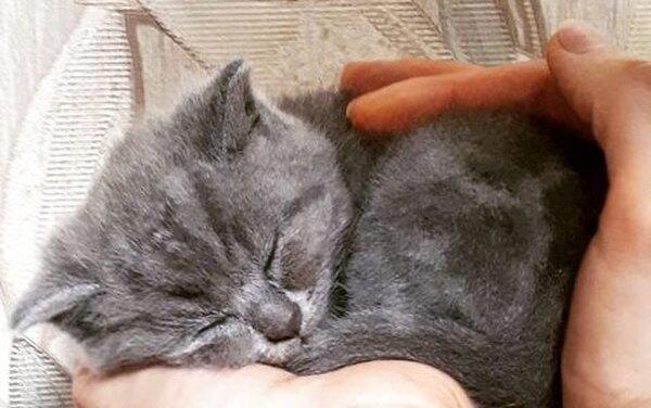 Удивленный котёнок из России покорил мир – выжить помогло чудо и забота хозяйки