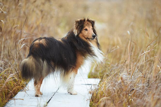 10 самых энергичных и активных пород собак