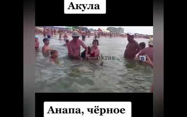 Акула пожалела о визите на российский пляж: туристы превратили это в шоу