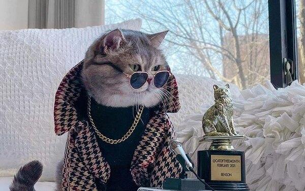 Бродячий кот нашел новый дом и покоряет Instagram модными нарядами