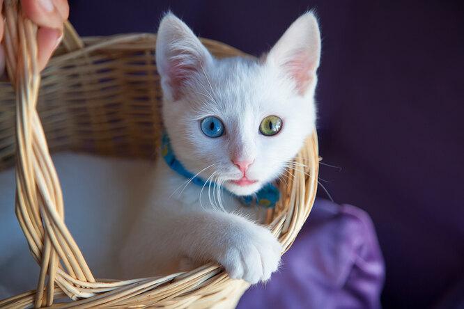 Чеширский кот: можно ли завести такого питомца — анатолийская кошка