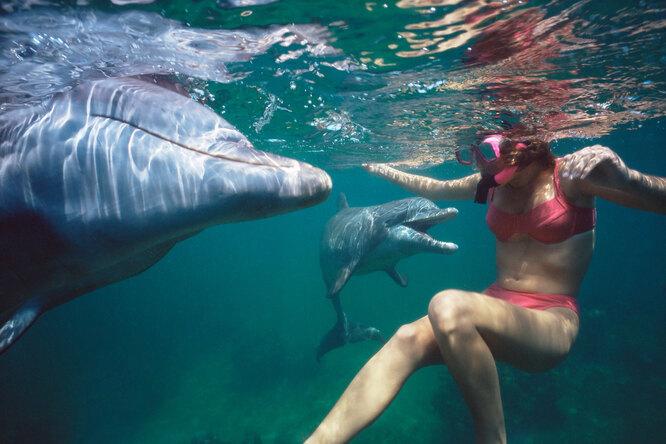 Что делать, если увидели в море дельфина: плыть к нему или к берегу