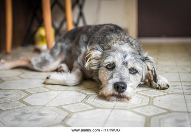Что такое сепарационная тревога у собак, и как с ней справиться