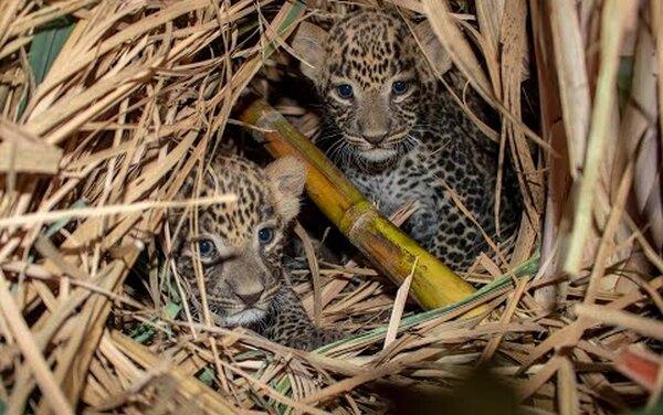 Чудесное воссоединение: малышей леопарда вылечили и вернули маме