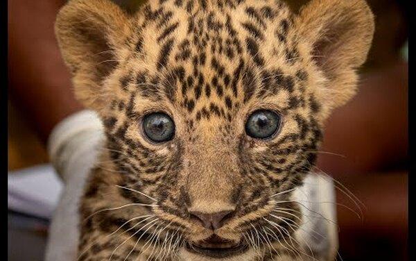 Чудесное воссоединение: малышей леопарда вылечили и вернули маме