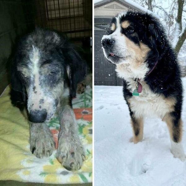 До и после: 10 фотографий собак, которые доказывают, что любовь творит чудеса