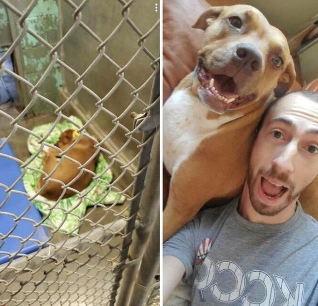 До и после: 10 фотографий собак, которые доказывают, что любовь творит чудеса