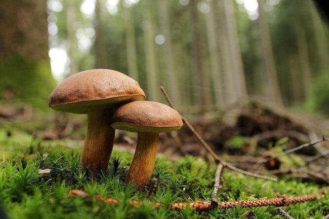 Грибной год или нет, какие условия нужны для роста грибов?