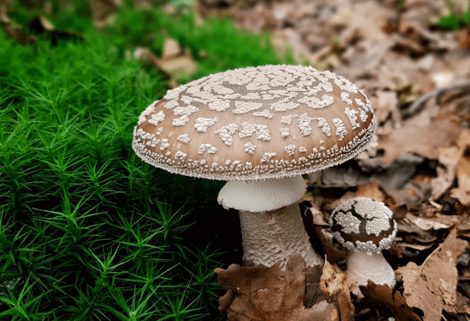 Ядовитые грибы: как выглядит то, что нельзя класть в корзинку