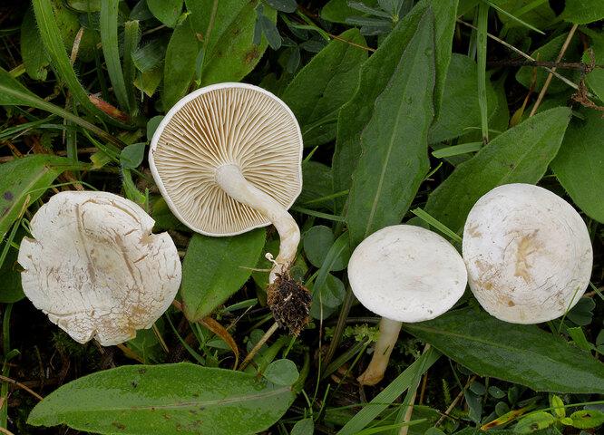 Ядовитые грибы: как выглядит то, что нельзя класть в корзинку