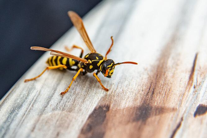 Как отличить пчелу от осы, почему они кусают и что с этим делать