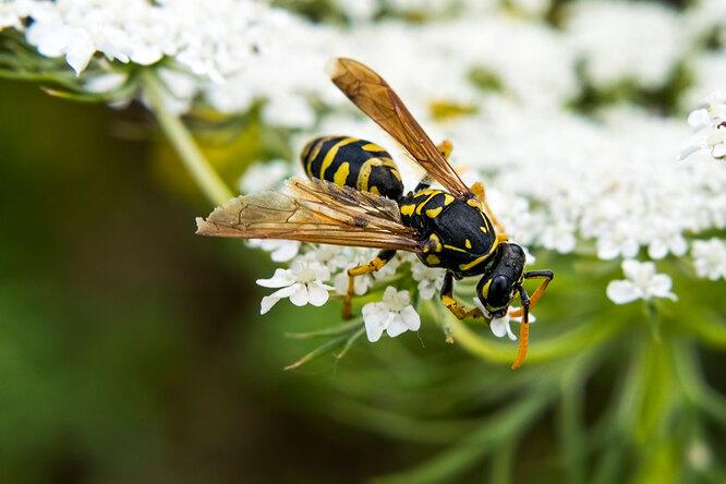 Как отличить пчелу от осы, почему они кусают и что с этим делать