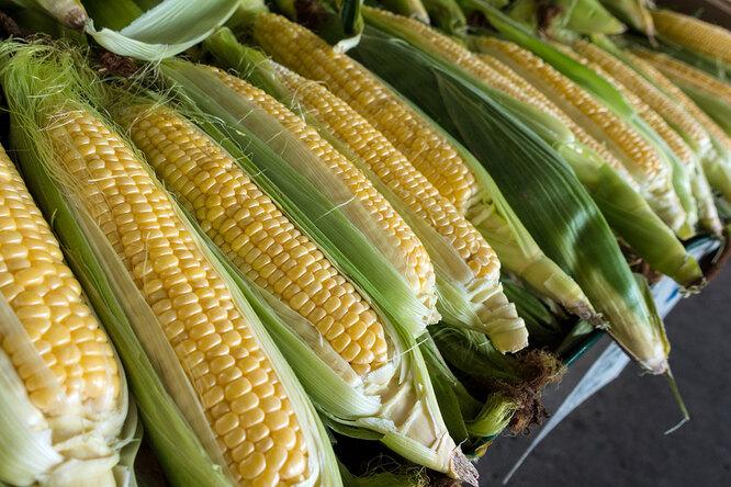 Как выбирать, варить и есть кукурузу, чтобы она была вкусной и полезной