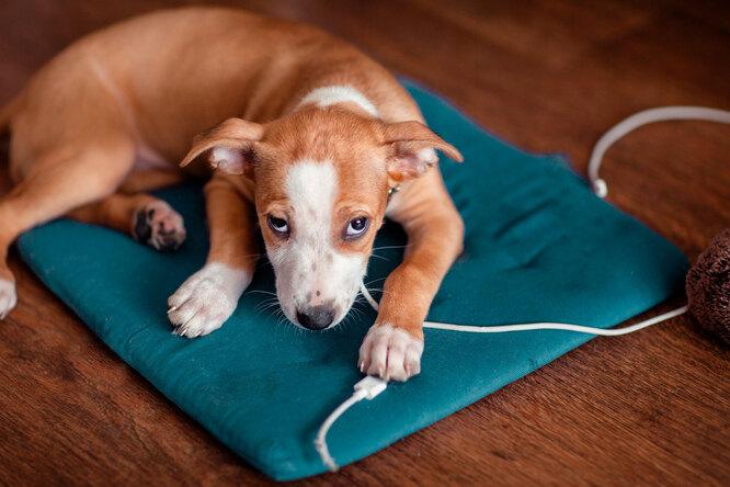 Как защитить провода — и еще 7 лайфхаков для владельцев собак