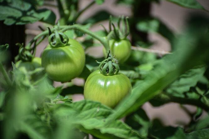 Можно ли снимать помидоры зелёными и как дольше сохранить урожай томатов дома?